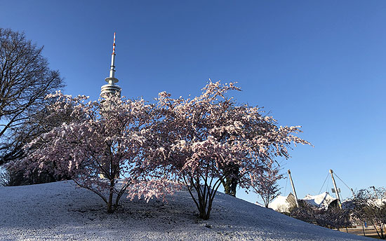 Manchmal gibt es Frost und Schnee: Wintereinbruch über den Kirschblüten am 6.4.2021 im Olympiapark (Foto: Martin Schmitz)